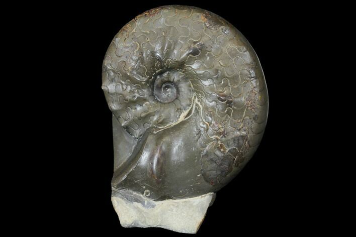 Fossil Triassic Ammonite (Ceratites) - Germany #130202